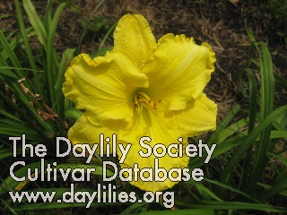 Daylily A Swell Yellow